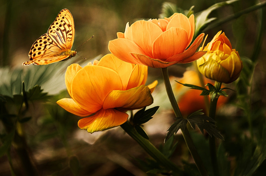 A stunning new moth and the RHS Chelsea Flower Show!