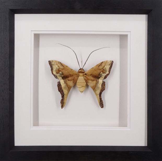 6TH DECEMBER Burr Oak Moth
