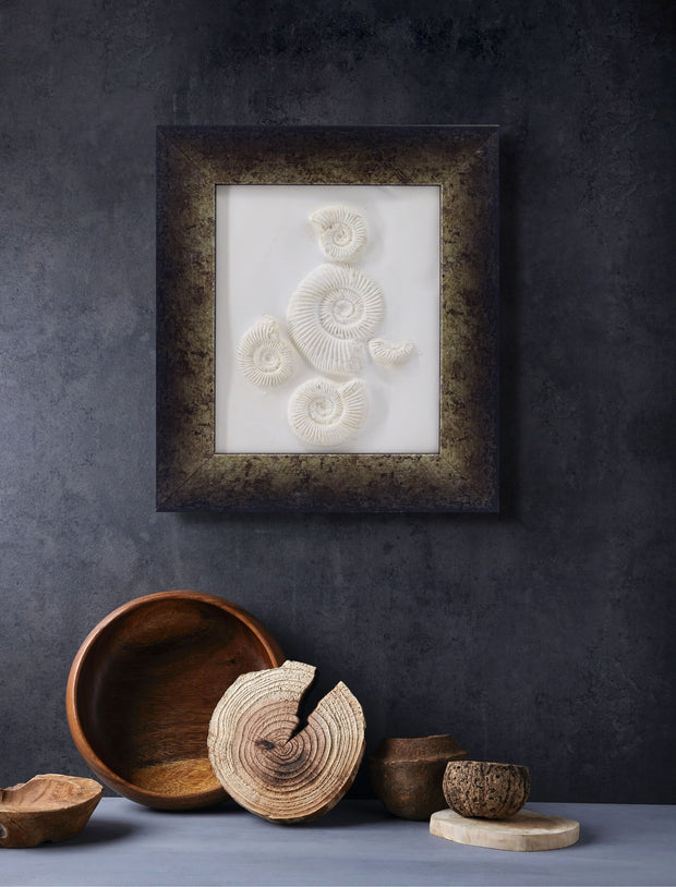 Plaster relief of Madagasgan Ammonites